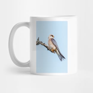 Red-footed falcon, Falco vespertinus Mug